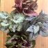 Begonia Rex Mixed Varieties | Houseplant 13cm Pot