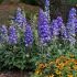 Delphinium Delgenius Glitzy | 1 Litre Garden Ready Plant