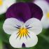 Viola Sorbet White Jump Up | Tray of 10 x 5cm Garden Ready Plants