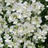 Nemesia Wisley Vanilla| 3 x 6cm Garden Ready Biodegradable Potted Plants