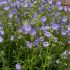 Polemonium Bambino Blue | 3 x 6cm Garden Ready Biodegradable Potted Perennial Plants