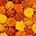 Marigold Bonanza Mix | 5 x 6cm Garden Ready Biodegradable Potted Plants
