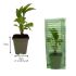 Hebe Tricolour | 9cm Garden Ready Plant