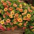 Calibrachoa Cabaret Special Apricot | 3 x 6cm Garden Ready Biodegradable Potted Plants