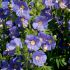 Polemonium Bambino Blue | 3 x 6cm Garden Ready Biodegradable Potted Perennial Plants
