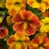 Calibrachoa Cabaret Special Diva Orange | 5 Large Plug Plants