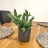 Blue Star Fern | Houseplant 9cm Pot