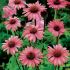 Echinacea Magnus | 3 x 6cm Garden Ready Biodegradable Potted Perennial Plants