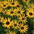 Rudbeckia Fulgida Little Goldstar | 1 Litre Garden Ready Plant