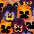Pansy Matrix Northern Lights Mixed | Tray of 350 Plug Plants