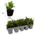 Gazania New Day Strawberry Sundae Mixed | Tray of 10 x 5cm Garden Ready Plants