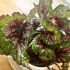 Begonia Rex Mixed Varieties | Houseplant 13cm Pot
