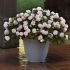 Impatiens Double Glimmer Appleblossom | 5 x 6cm Garden Ready Biodegradable Potted Plants