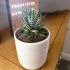 Haworthia Big Band | Houseplant 8.5cm Pot