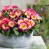 Primrose Scentsation Yellow Cream | 5 x 6cm Garden Ready Biodegradable Potted Plants