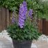 Delphinium Delgenius Breezin | 1 Litre Garden Ready Plant