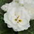 Primrose Early Pom Pom White | 5 x 6cm Garden Ready Biodegradable Potted Plants