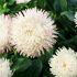 Bellis Bam Bam White Blush | 5 x 6cm Garden Ready Biodegradable Potted Plants