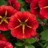 Calibrachoa Cabaret Special Red Kiss | 5 Large Plug Plants
