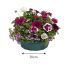 Pansy Cool Wave Berries and Cream Mix | 30cm Hanging Basket Speed Planter