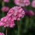 Armeria Dreameria Daydream | 1 Litre Garden Ready Plant