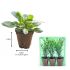 Petunia Purple White Sky | 3 x 6cm Garden Ready Biodegradable Potted Plants