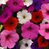 Petunia Easy Wave Mix | 5 x 6cm Garden Ready Plant the Pot Bedding Plants