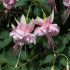 Fuchsia Claudia | 3 x 6cm Garden Ready Biodegradable Potted Plants