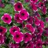 Petunia Cascadias Rim Cherry | 3 x 6cm Garden Ready Biodegradable Potted Plants