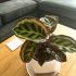 Calathea Roseo Picta | Houseplant 13cm Pot