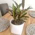 Ceramic Cream Indoor Pot | 13cm