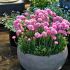 Armeria Dreameria Daydream | 1 Litre Garden Ready Plant