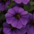 Calibrachoa Cabaret Dark Blue | 3 x 6cm Garden Ready Biodegradable Potted Plants