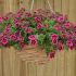 Calibrachoa Cabaret Good Night Kiss | 3 x 6cm Garden Ready Biodegradable Potted Plants