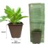 Anemone Emmy Rose Deep | 1 Litre Garden Ready Plant
