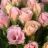 Primrose Bellerose | 3 x 6cm Garden Ready Biodegradable Potted Plants