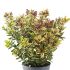 Hebe Tricolour | 9cm Garden Ready Plant