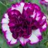 Petunia Tumbelina Nicola | 3 x 6cm Garden Ready Biodegradable Potted Plants