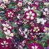 Petunia Lightning Sky | 3 x 6cm Garden Ready Biodegradable Potted Plants