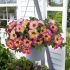 Calibrachoa Early Diva Cherry | 3 x 6cm Garden Ready Biodegradable Potted Plants