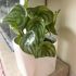 Peperomia argyreia watermelon | Houseplant 12cm Pot