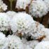 Armeria Dreameria Dream Clouds | 1 Litre Garden Ready Plant