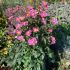 Anemone Emmy Rose Deep | 1 Litre Garden Ready Plant