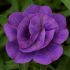Calibrachoa Double Can Can Blue | 3 x 6cm Garden Ready Biodegradable Potted Plants