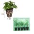 Cleome Clio Magenta | 5 Large Plug Plants