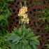 Verbascum Honey Dijon | 9cm Garden Ready Plant