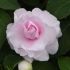 Impatiens Double Glimmer Appleblossom | 5 x 6cm Garden Ready Biodegradable Potted Plants