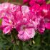 Geranium Flic Flac Violet Nova | 5 Large Plug Plants