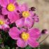 Anemone Emmy Rose Deep | 1 Litre Garden Ready Plant