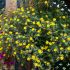 Sanvitalia Million Suns | 3 x 6cm Garden Ready Biodegradable Potted Plants